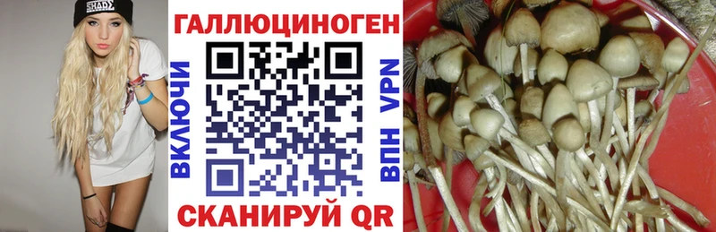 купить  цена  Шахты  Псилоцибиновые грибы Cubensis 